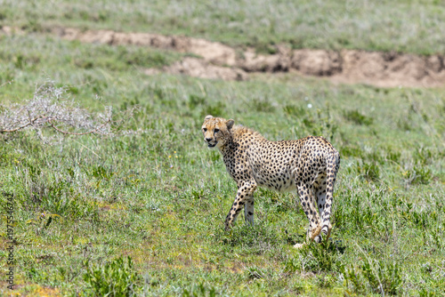 Gepard steht im Gras der Serengeti in Tansania