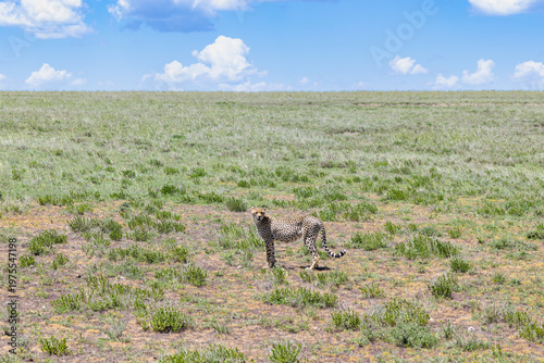 Gepard steht im Gras der Serengeti in Tansania