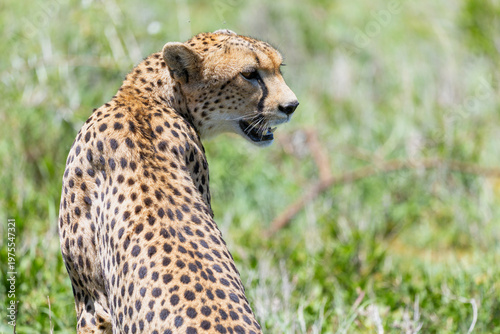Porträt eines Gepard, der im Gras der Serengeti in Tansania sitzt