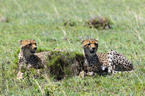 Porträt zweier Geparden, die im Gras der Serengeti liegen