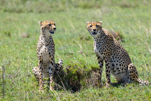 Porträt zweier Geparden, die im Gras der Serengeti sitzen