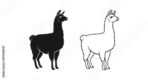 Llamas vs Alpacas Unique Features  Differences Guide Vector