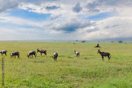 Herde Antilopen in der Serengeti