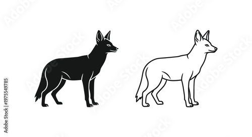 Wild Canine Comparison Black Fox vs Jackal Vector