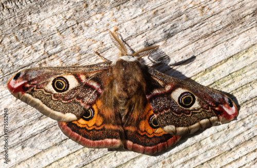 A stunning male Emperor Moth, Saturnia pavonia, perching on wood.