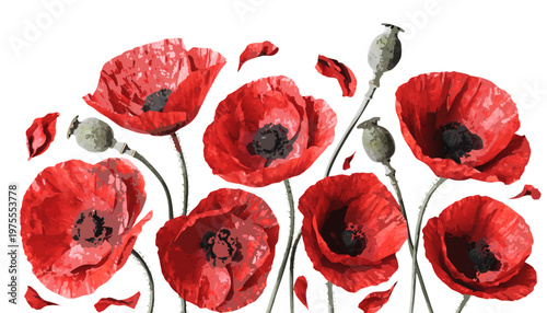 A vibrant vector illustration of red poppies with green stems and buds on a white background