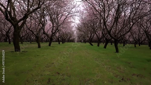 Cinematic Forward Movement Through Blooming Almond Orchard with Green Grass in Spring