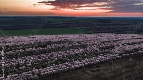 Epic Aerial Hyperlapse Forward Descent Over Blooming Almond Orchard with Sunrise and Moving Clouds