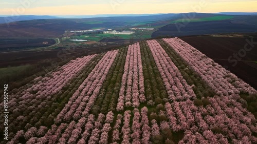 Aerial Descent Over Geometric Blooming Almond Orchard Rows at Sunset Landscape