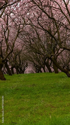 Vertical Cinematic Side Movement Through Blooming Almond Orchard in Spring