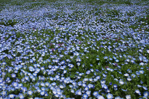 春が来た。ネモフィラの便りが届いてくる季節になった。晴れ上がった日曜日、ネモフィラを見たくなって、ひたち海浜公園へ。咲きそろうにはもう少し。三分咲きのネモフィラが、開花前の緑の葉とマッチしていて、爽やかな景色。見上げれば青空が際限なく天空に広がっている。ネモフィラにカメラのレンズを向けたまま、時を忘れてシャッターを切った。至福の時。今日一日、幸せな気分に浸ることができた。
