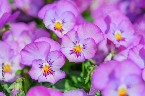 Pink pansy flowers in full bloom close up background