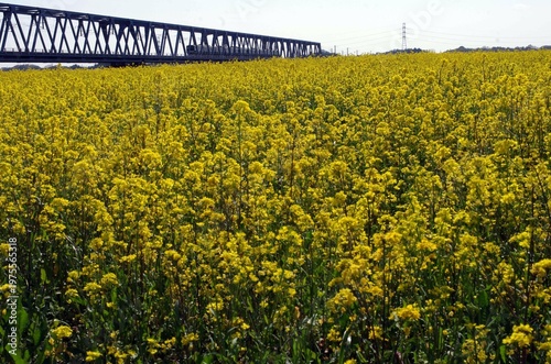 春真っ盛り。久慈川河口近くの河川敷では、巨大な平面上に菜の花が見事に広がっている。素晴らしい天気。黄色一色に河川敷が彩られている。みごとな景観だ。菜の花畑を見下ろすように線路が走っていて、大きな川には鉄橋がかけられている。電車が来た。ゴーという音を残して走り去っていった。また静寂が戻ってきた。時折、犬をつれた人に出会うのどかな平日の昼下がり。