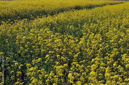春真っ盛り。久慈川河口近くの河川敷では、巨大な平面上に菜の花が見事に広がっている。素晴らしい天気。黄色一色に河川敷が彩られている。みごとな景観だ。菜の花畑を見下ろすように線路が走っていて、大きな川には鉄橋がかけられている。電車が来た。ゴーという音を残して走り去っていった。また静寂が戻ってきた。時折、犬をつれた人に出会うのどかな平日の昼下がり。