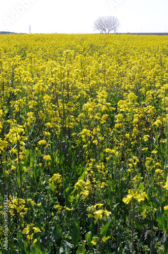 春真っ盛り。久慈川河口近くの河川敷では、巨大な平面上に菜の花が見事に広がっている。素晴らしい天気。黄色一色に河川敷が彩られている。みごとな景観だ。菜の花畑を見下ろすように線路が走っていて、大きな川には鉄橋がかけられている。電車が来た。ゴーという音を残して走り去っていった。また静寂が戻ってきた。時折、犬をつれた人に出会うのどかな平日の昼下がり。