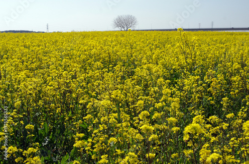 春真っ盛り。久慈川河口近くの河川敷では、巨大な平面上に菜の花が見事に広がっている。素晴らしい天気。黄色一色に河川敷が彩られている。みごとな景観だ。菜の花畑を見下ろすように線路が走っていて、大きな川には鉄橋がかけられている。電車が来た。ゴーという音を残して走り去っていった。また静寂が戻ってきた。時折、犬をつれた人に出会うのどかな平日の昼下がり。
