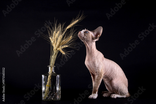 Schilderij op canvas Kitten of the Devon Rex breed with ears of wheat