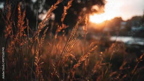 Golden Hour Sunlight Illuminating Tall Grasses and Serene Natural Landscape with Warm Orange Hues and Soft Bokeh Effect