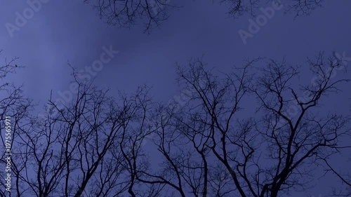 Silhouetted Leafless Trees Against Deep Blue Evening Sky. Bare trees swaying in strong lateral gusts beneath a heavy, overcast violet sky at night. Perfect for b-roll, Halloween, and cinematic use.