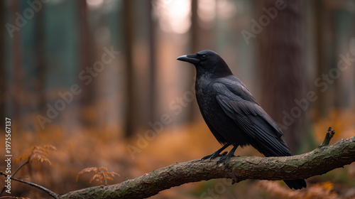 Crow on branch photorealistic woodland wildlife scene