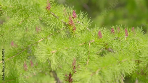 The branches of a pine tree with cones sway gently in the breeze. Evergreen trees, representing the pure and natural beauty of the green forest.