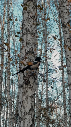A magpie perches on a branch of a tree, glances around, and then takes flight. A magpie among a birch grove.