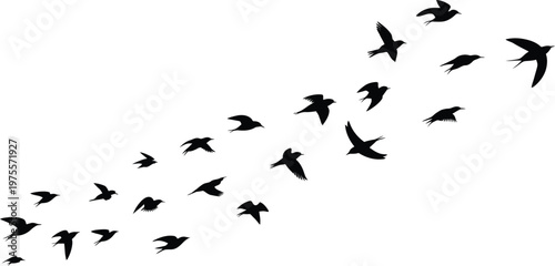 Flock of black birds flying in formation silhouette