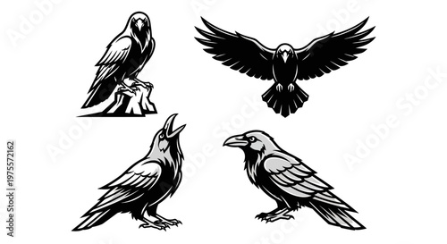 Four Raven Illustrations - Perched, Flying, and Calling Designs.