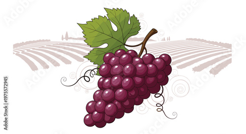 Large bunch of ripe purple grapes with a green leaf set against a background of rolling hills and vineyard rows.