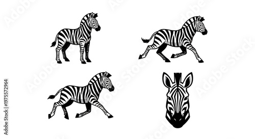 Four Zebra Illustrations - Standing, Running, and Head-On View.