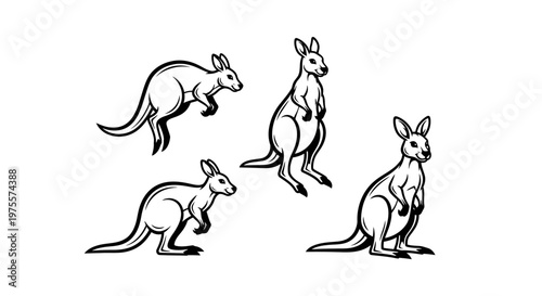 Kangaroo Illustration - A Collection of Black and White Drawings.