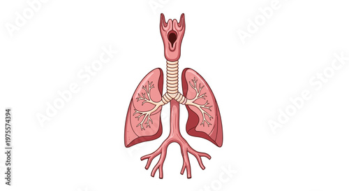Detailed anatomical illustration of the human respiratory system including the trachea, bronchi, and lungs with internal branching structures.