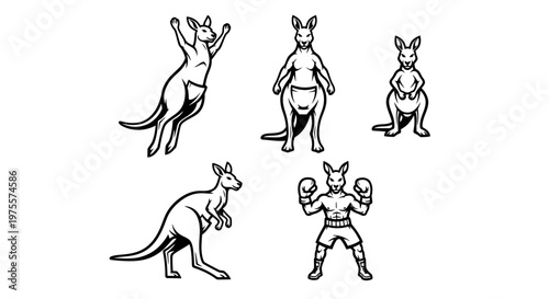 Kangaroo Poses - Standing, Jumping, and Boxing Line Art Illustration.