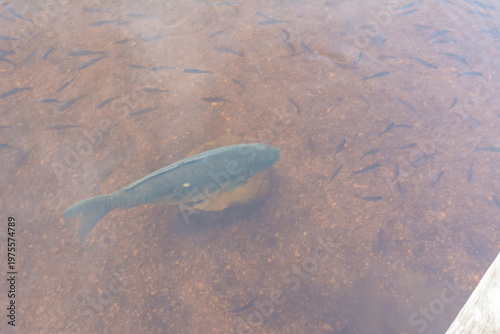 Single fish swimming in shallow reddish water with ripples and sandy bottom
 at Kirchsee lake in summer