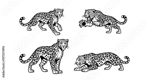 Leopard Poses - A Collection of Striking Feline Illustrations.