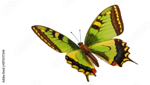 Exotic green and yellow butterfly with black markings, isolated on transparent background