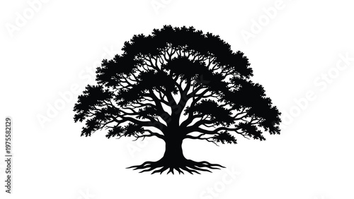 Detailed silhouette of a large oak tree with spreading branches and roots on white background