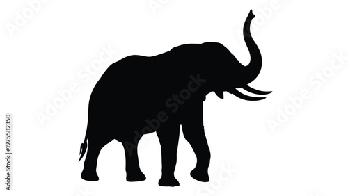 Large african elephant walking with trunk raised isolated on a plain white background