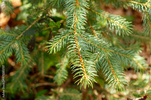 Green spruce tree branch with fresh needles growing