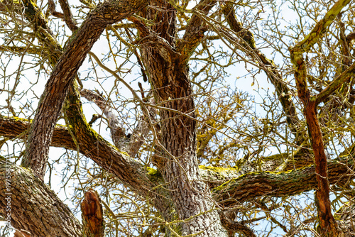 Mature tree branches creating natural texture background