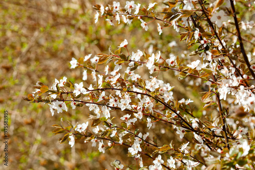 White cherry tree blossoms on branches in springtime