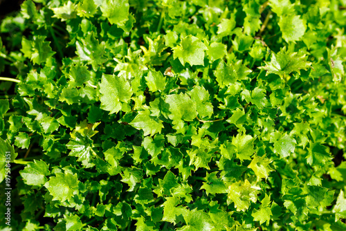 Lush green leaves growing in a natural garden background