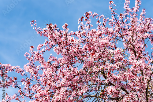 Pink cherry blossoms blooming against blue sky in spring