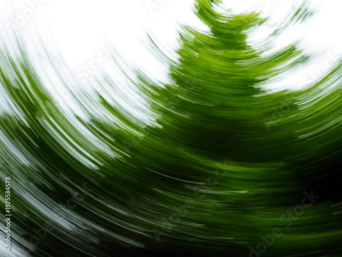 Bild auf Leinwand A pine tree captured with a spinning motion blur, creating a swirling vortex of green
