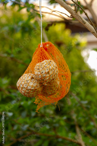 Suet fat balls in orange mesh hanging from tree branch