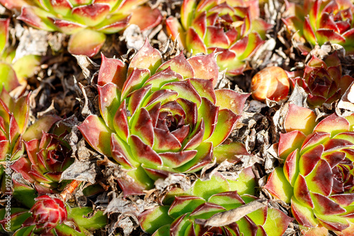 Green sempervivum plants growing in a sunny rock garden