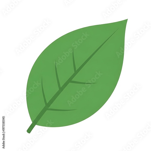 Green Leaf Illustration Showing Natural Plant Detail