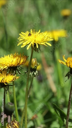 Dandelion flowers on a green background