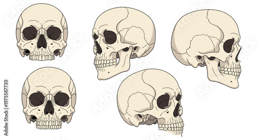 Collection of five detailed human skull illustrations shown from different angles including front, side, and three-quarter profile views.