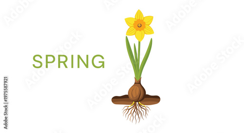 Educational illustration showing a yellow narcissus flower with its green stem, leaves, and detailed underground bulb with root system.